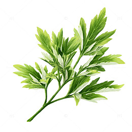 自然界中的艾草叶片奇观