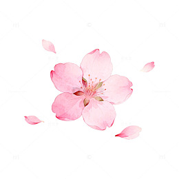 粉色樱花盛开插画素材