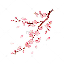 樱花插画粉色浪漫艺术插图