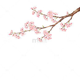 樱花盛开插画设计素材