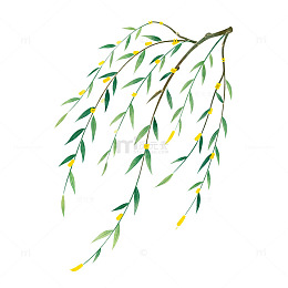 柳枝插画素材