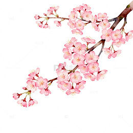 樱花盛开手绘插画