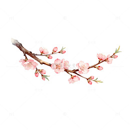 水彩桃花枝插画设计素材