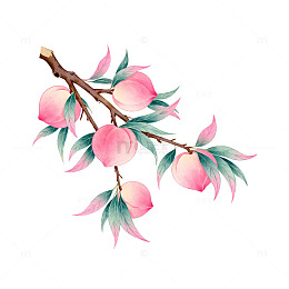 水彩桃子树枝插画