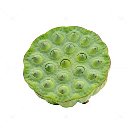 绿色莲子特写
