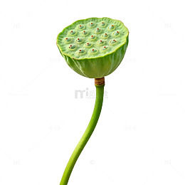 绿色植物莲子特写