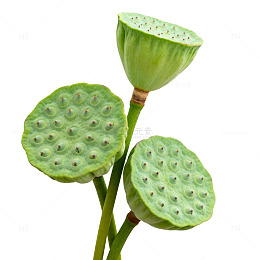 绿色植物莲子特写
