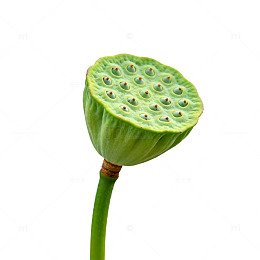 绿荷莲藕特写素材