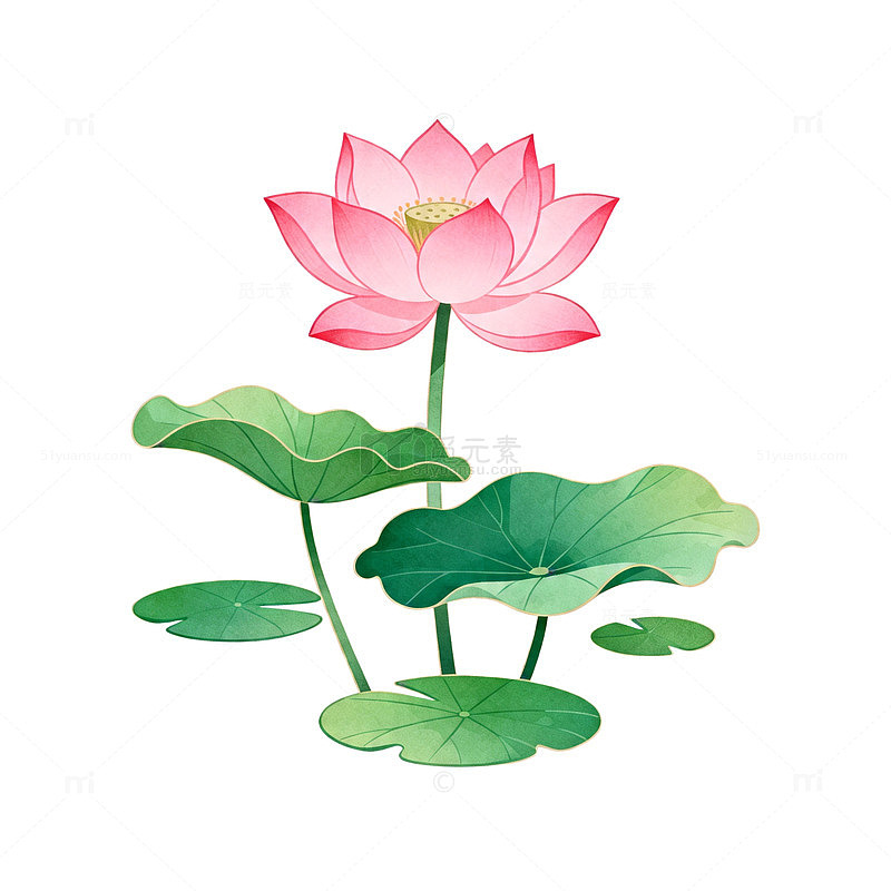 荷花插画风格矢量素材