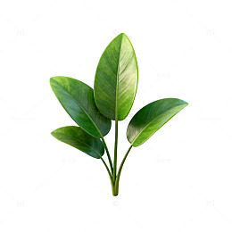 绿色植物枝叶插画