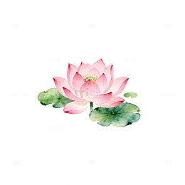 水彩荷花插画设计素材