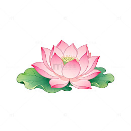 粉色荷花插图