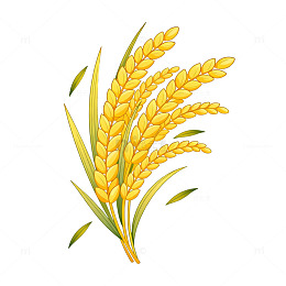 金黄色稻谷插画素材