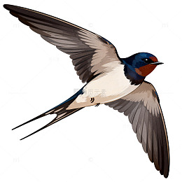 写实燕子飞翔插画素材