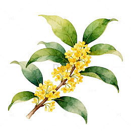 水彩画桂花枝叶