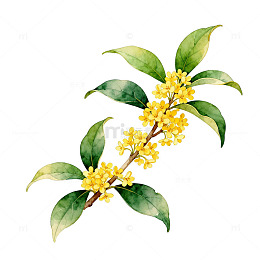 水彩桂花枝插画