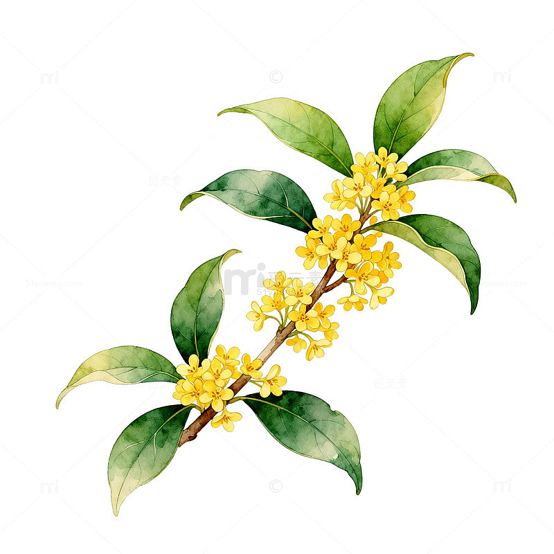 水彩桂花枝插画