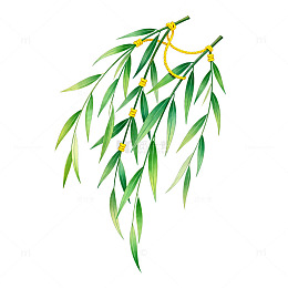 柳枝插画春天元素
