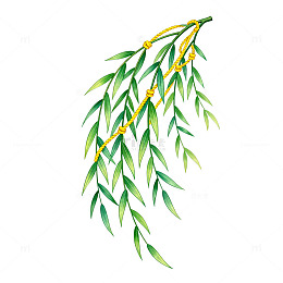 柳枝春天清新插画素材