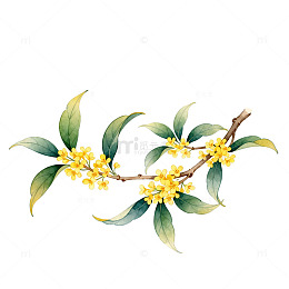 水彩桂花枝插画