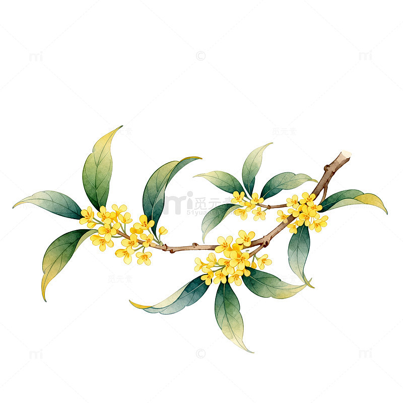 水彩桂花枝插画