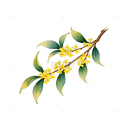 桂花插画设计素材