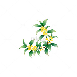 桂花插画清新雅致手绘素材