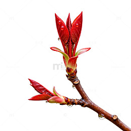 春日新芽红艳艳
