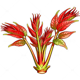 彩绘植物插画热带植物