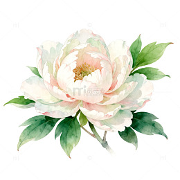 水彩芍药花卉插画设计素材