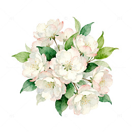 水彩花卉插画海棠花