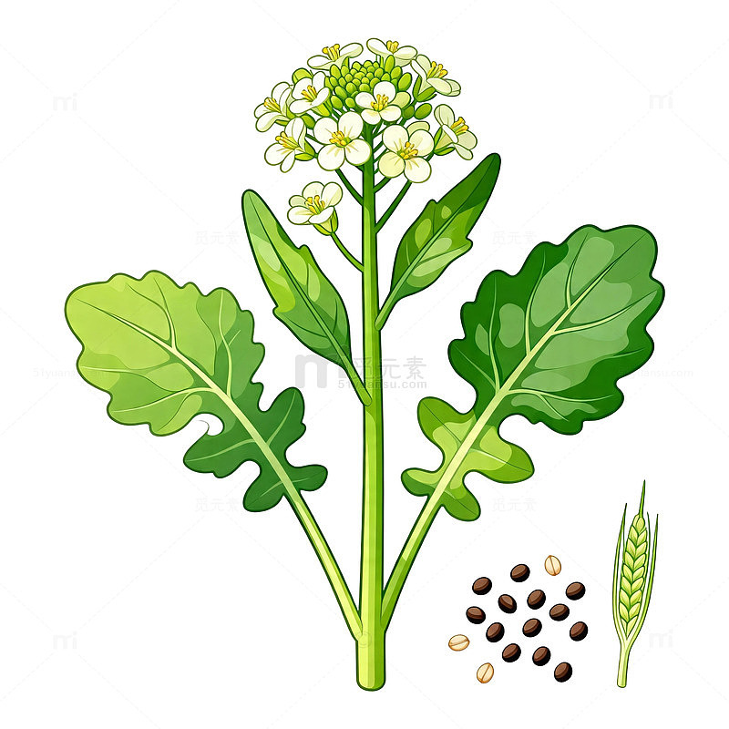 插画风格油菜植物插图