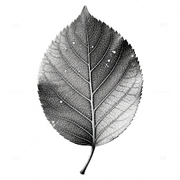 黑白色调叶子特写