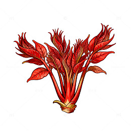 红菜苔水彩插画