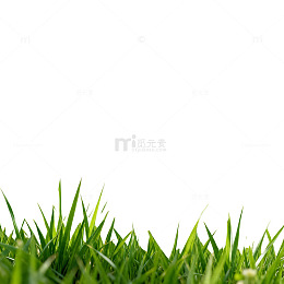 清新草坪自然风光