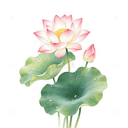 国风工笔盛开粉荷花带水珠荷叶