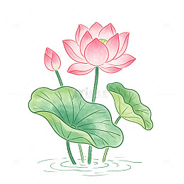 手绘简笔荷花花苞水波纹清新风格