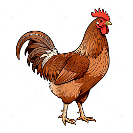 卡通公鸡插画