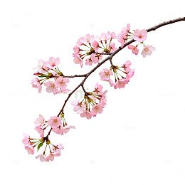 樱花盛开春天景象图片