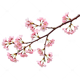 樱花盛开春日美景片