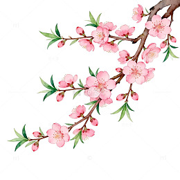 桃花枝插画素材