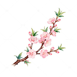 水彩桃花插画