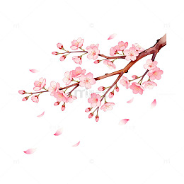 樱花盛开春季手绘插画