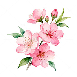 水彩风格樱花插画素材