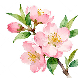 水彩花卉插画海棠花