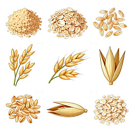 矢量插画燕麦稻谷素材集