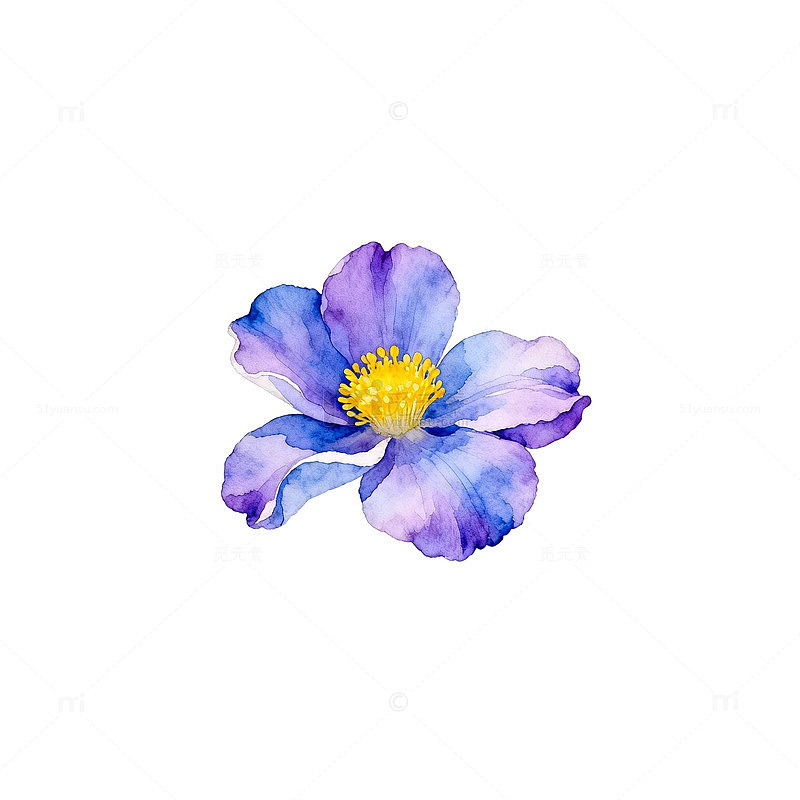 水彩花卉插画蓝紫花朵