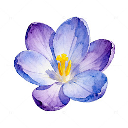 水彩风番红花插画设计元素