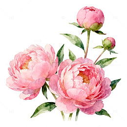 水彩粉色芍药花插画