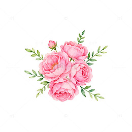 水彩粉色牡丹花插画素材